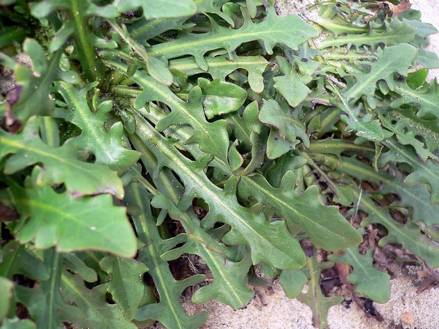 Hypochoeris radicata - Asteraceae Hypochoeris radicata - Asteraceae