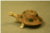 Tortue Girouette II