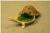 Tortue Girouette III