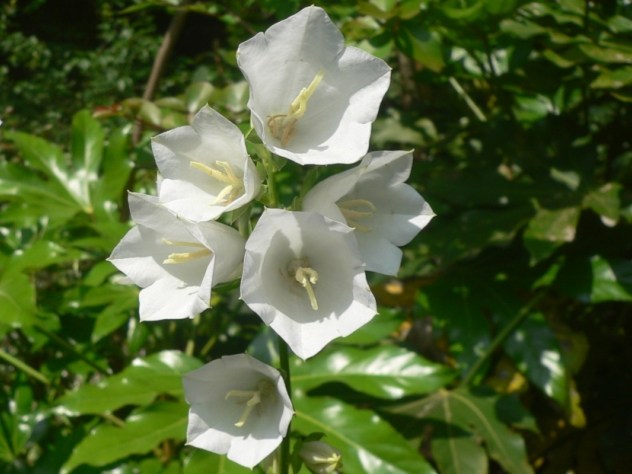 blanc