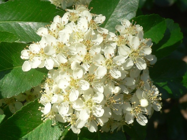 blanc