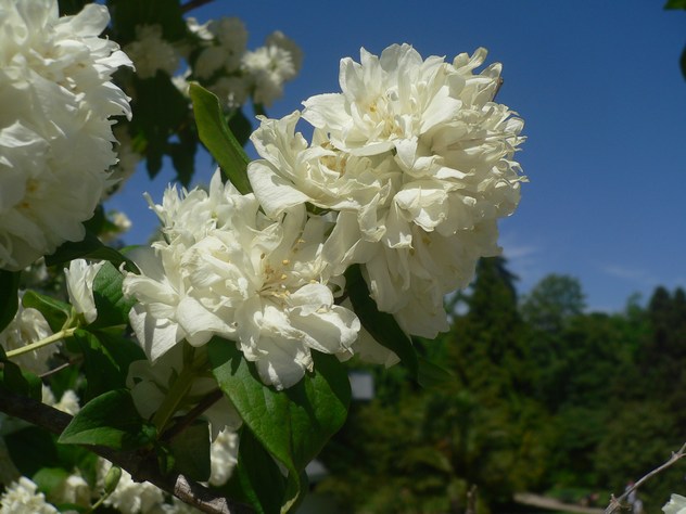 blanc