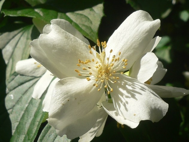 blanc