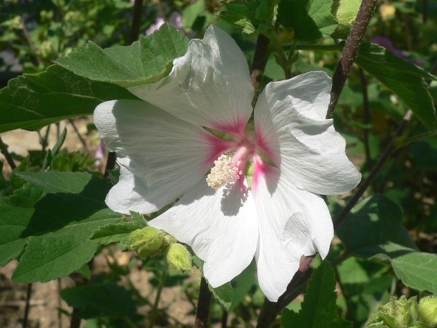 blanc