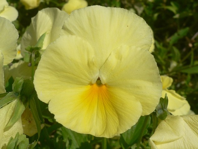 blanc