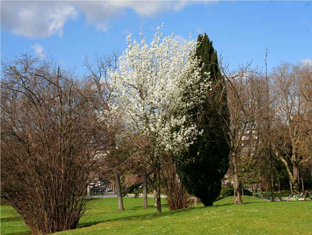Pyrus caucasica Pyrus caucasica
