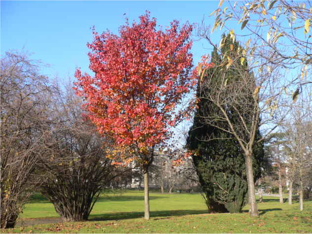 Pyrus caucasica Pyrus caucasica