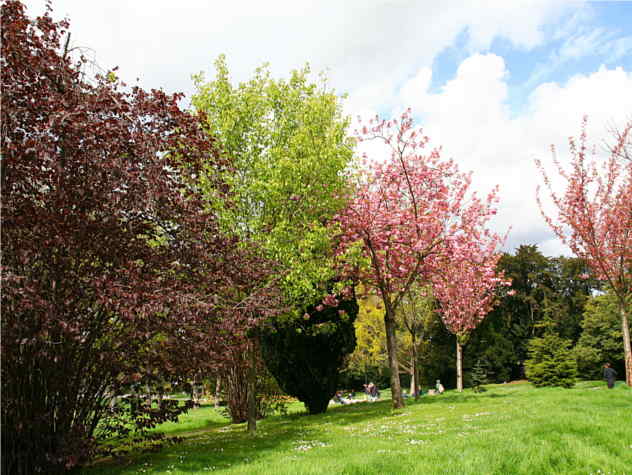 Pyrus caucasica Pyrus caucasica
