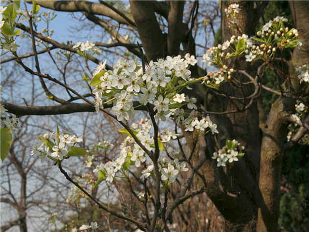 Pyrus caucasica Pyrus caucasica