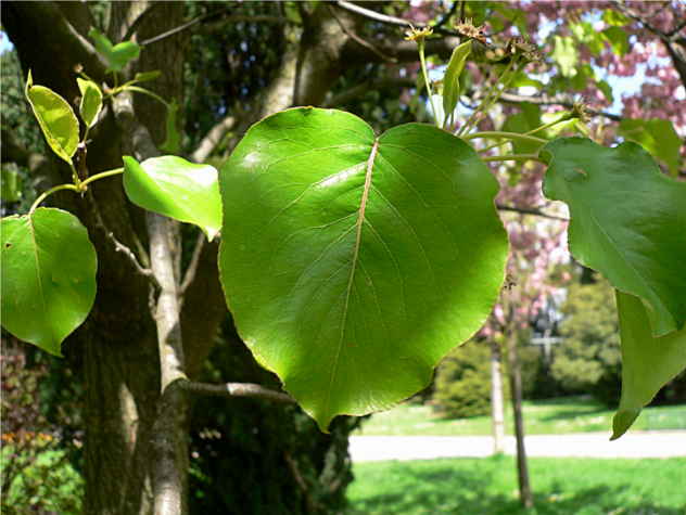 Pyrus caucasica Pyrus caucasica