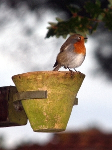 Le Rouge-gorge