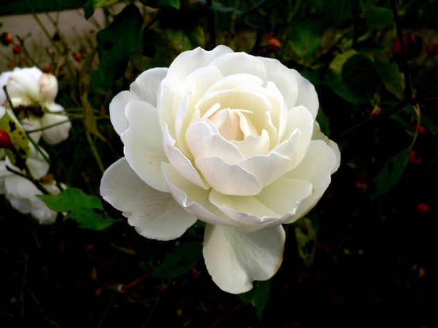 La rose