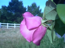 La rose
