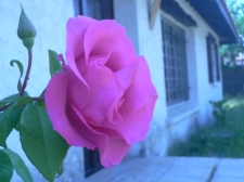 La rose