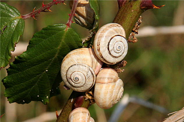 Rubus Fruticosus - Rosaceae Rubus Fruticosus - Rosaceae