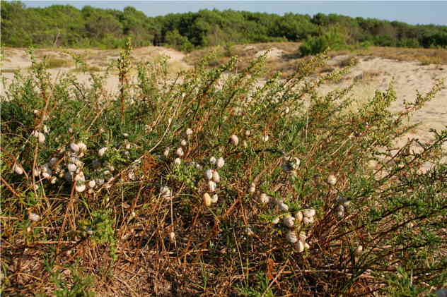 Salsola kali - Chenopodiaceae Salsola kali - Chenopodiaceae