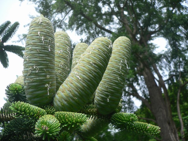 Sapin de Numidie - Abies numidica