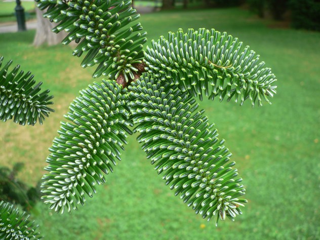 Sapin de Numidie - Abies numidica
