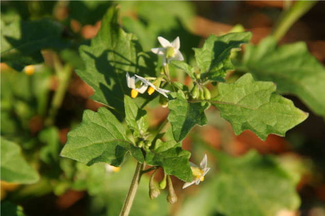 Solanum nigrum - Solanaceae Solanum nigrum - Solanaceae