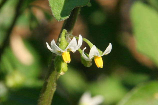 Solanum nigrum - Solanaceae Solanum nigrum - Solanaceae