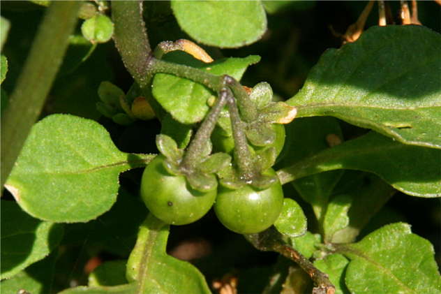 Solanum nigrum - Solanaceae Solanum nigrum - Solanaceae