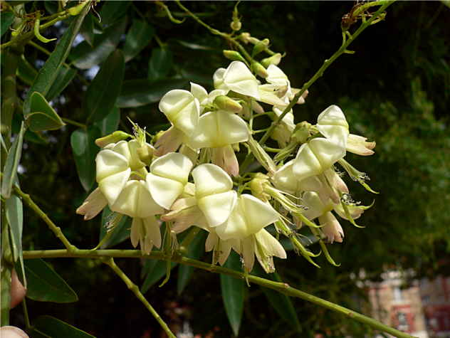 Sophora - Fabaceae Sophora - Fabaceae