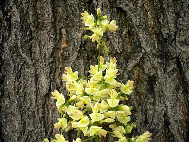 Sophora - Fabaceae Sophora - Fabaceae