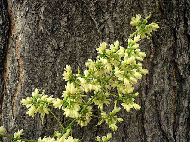 Sophora - Fabaceae