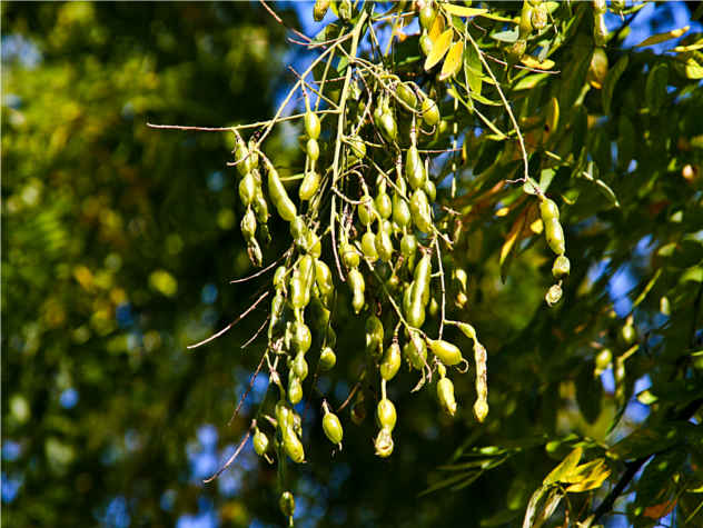 Sophora - Fabaceae Sophora - Fabaceae