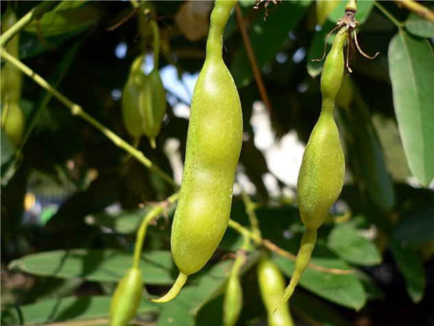 Sophora - Fabaceae Sophora - Fabaceae