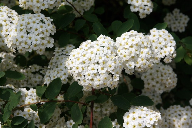 Spiraea Vanhouttei