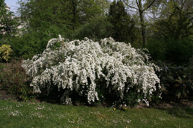Spiraea Vanhouttei Spiraea Vanhouttei