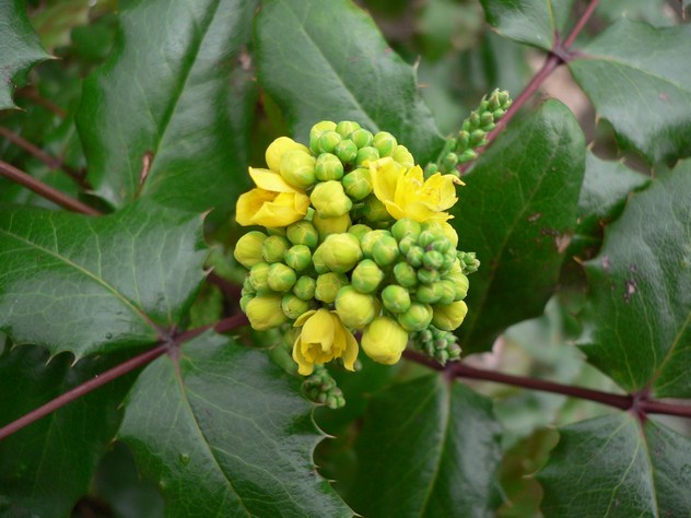 Aucuba japonica - Cornaceae