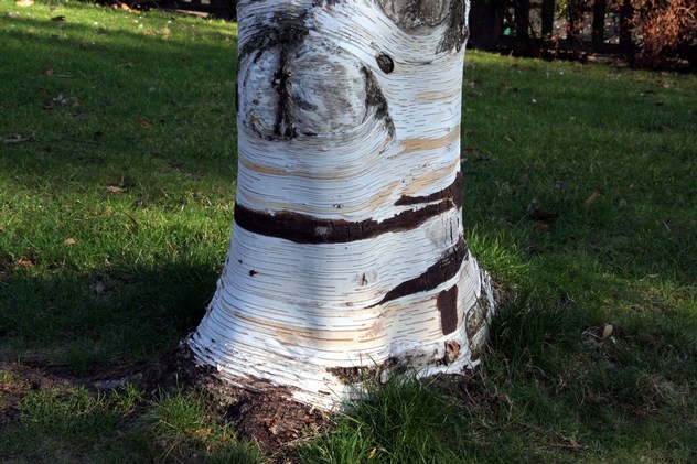 Bouleau à papier - Betula papyrifera