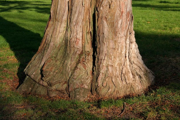 Libocèdre - Calocedrus Decurrens