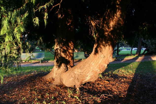 Thuya du Canada - Thuja occidentalis