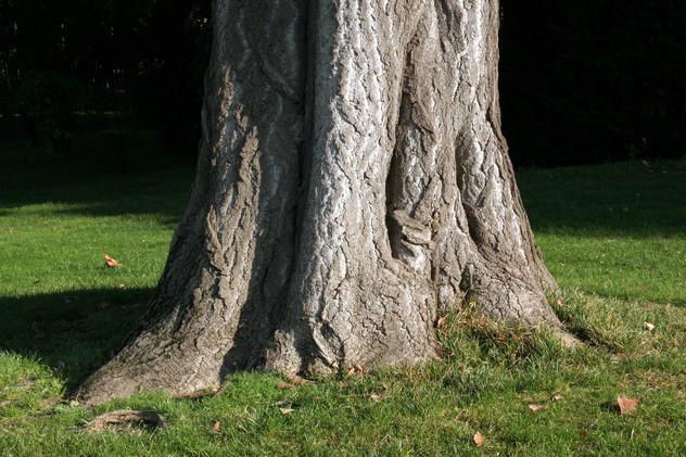 Arbre aux quarante écus - Ginkgo biloba