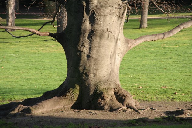 Hêtre pourpre - Fagus Purpurea