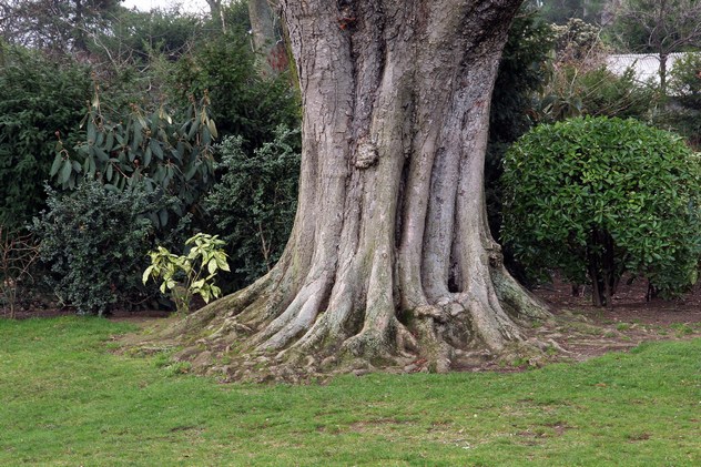 Marronier d'Inde - Aesculus hippocastanum
