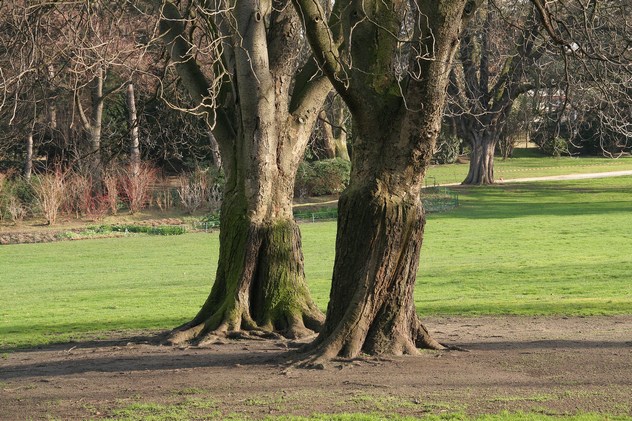 Marronier d'Inde - Aesculus hippocastanum