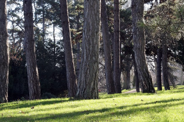 Pin noir d'Autriche - Pinus nigra
