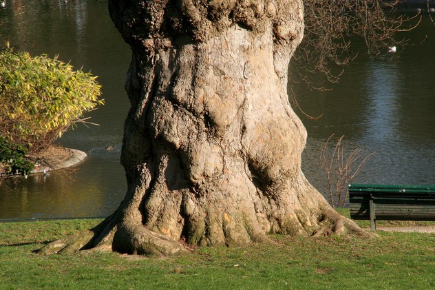 Platane Commun - Platanus Acerifoilia