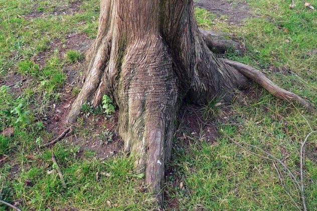 Metasequoia Glyptostroboides - Dawn Redwood
