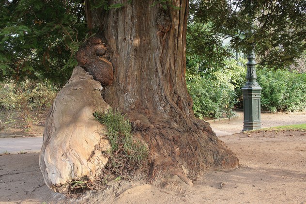 Séquoia toujours vert - Sequoia sempervirens