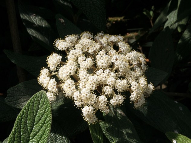 Viburnum rhytidophyllum