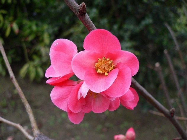 Chaenomeles - Rosaceae