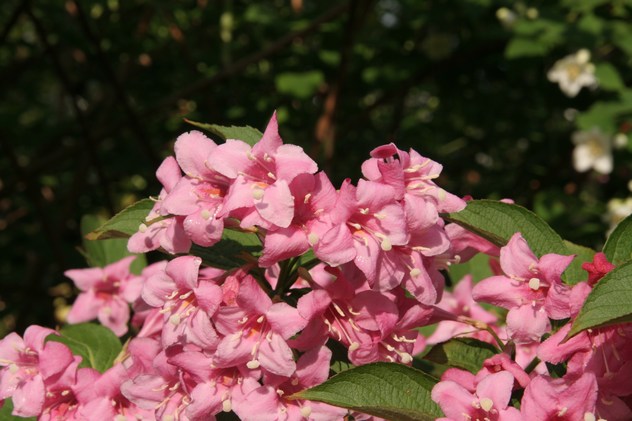 Weigelia