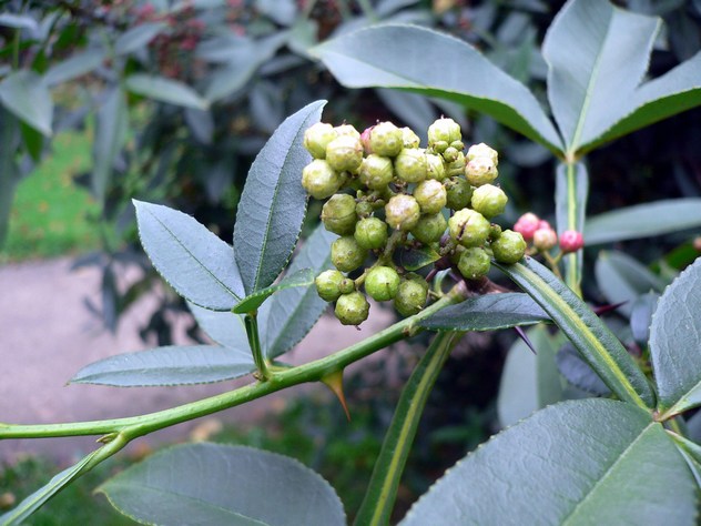 Zanthoxylum