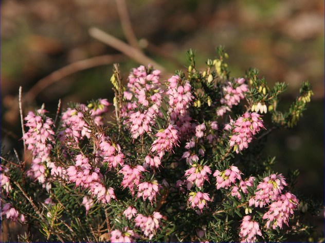 Bruyère - Erica arborea