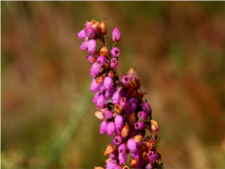 Calluna Vulgaris - Ericaceae